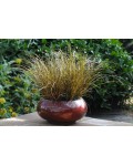 Carex flagellifera ‘Auburn’